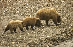 Three Bears